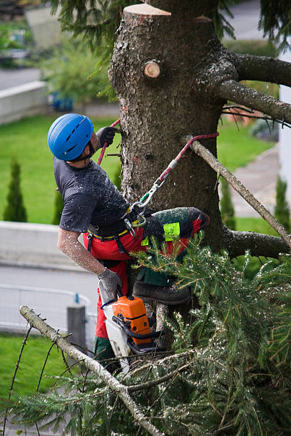 Lawn Watering Services in Sparta, MO